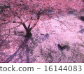 Scattered cherry tree 16144083