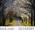 Row of cherry trees 16144085