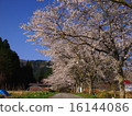Cherry blossom trees and blue sky 16144086