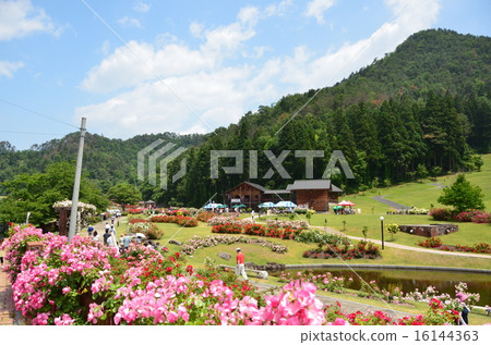 玫瑰園② 16144363