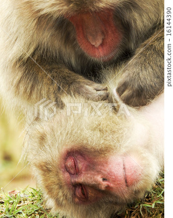 A monkey 16144390