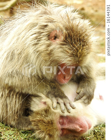 A monkey 16144391