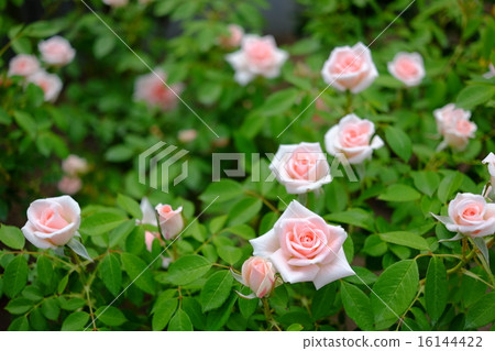 迷你玫瑰 16144422