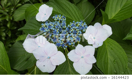 雨季的花朵 雨季的花朵 16144423