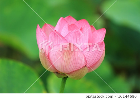 Lotus flower  16144686