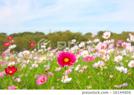 Cosmos Festival of Showa Memorial Park Cosmos Festival of Showa Memorial Park 16144808