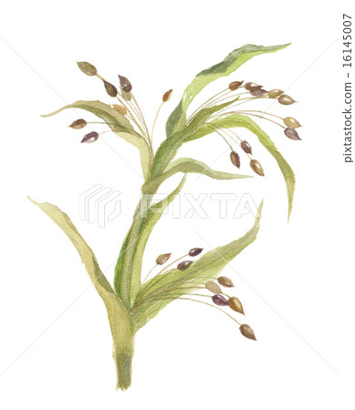 Pearl barley Pearl barley 16145007