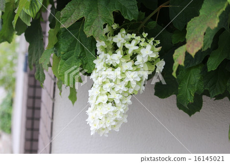 Kashiwaba繡球花， 16145021