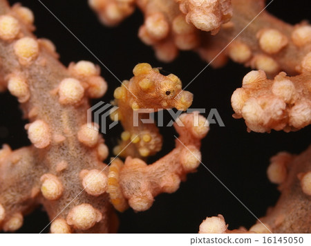 侏儒海水管 16145050