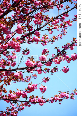 櫻花Sekiyama的花朵 16145079