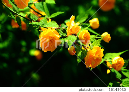 Yae Yamabuki的花 16145080