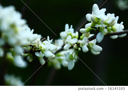 Hanazu Ou White Flower Hanazu Ou White Flower 16145103