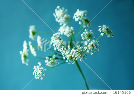 Herb White Small Floral Chouville Herb White Small Floral Chouville 16145106