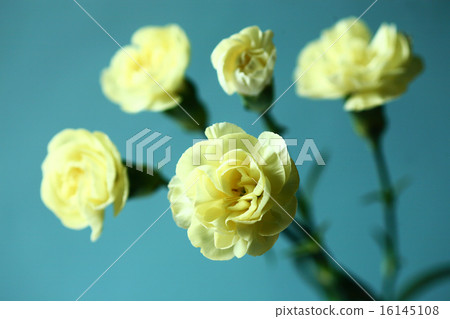 Yellow carnation flowers Yellow carnation flowers 16145108
