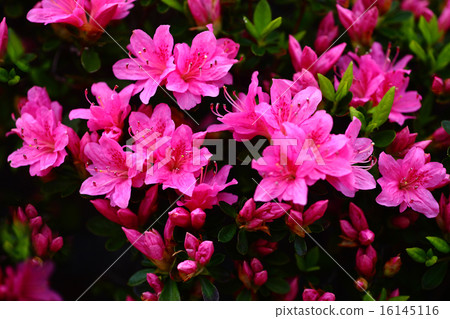 Kurume azalea scarlet flowers 16145116