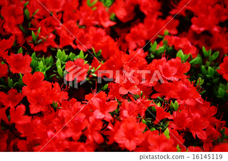 Kurume azalea red flower Kurume azalea red flower 16145119