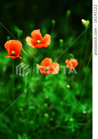 Nagamishiba flower Nagamishiba flower 16145122