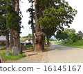 Ishikawa Kusaki在寺廟的出生地前面的大樹 16145167