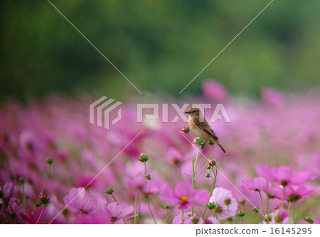 Novitaki和秋天的櫻花2 16145295