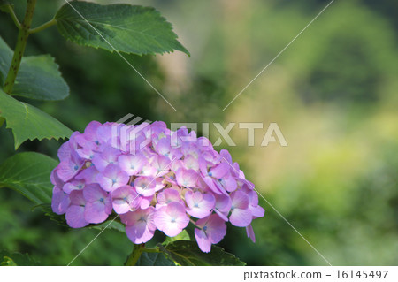 白天的Hydrantha(紫色) 白天的Hydrantha(紫色) 16145497