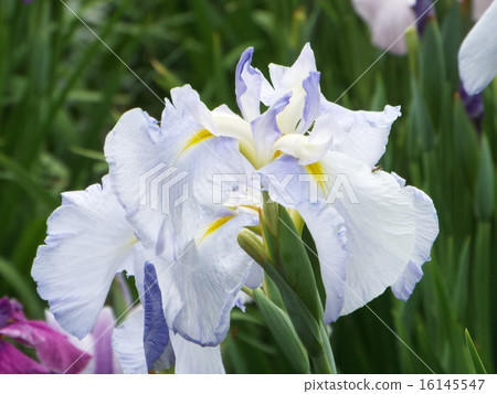 Light of iris water light 16145547