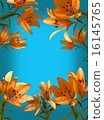 Blue background orange lilies 16145765