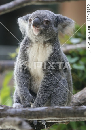 Koala 16145980