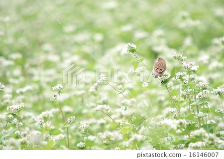 Nobitaki和蕎麥花2 16146007