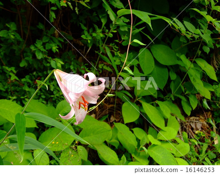 Sasa yuri Sasa yuri 16146253