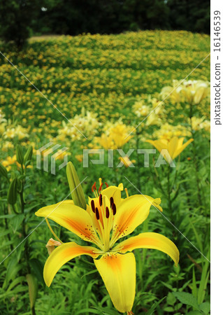 Yuri no Oka 16146539