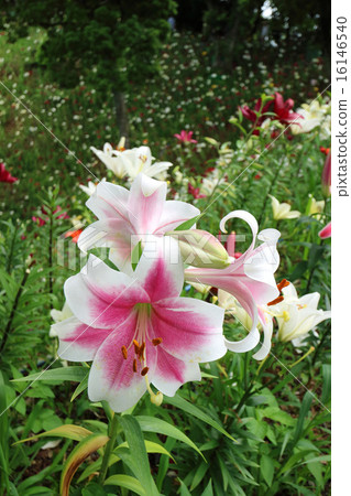 Yuri no Oka 16146540