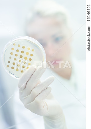 Scientist observing petri dish. 16146591