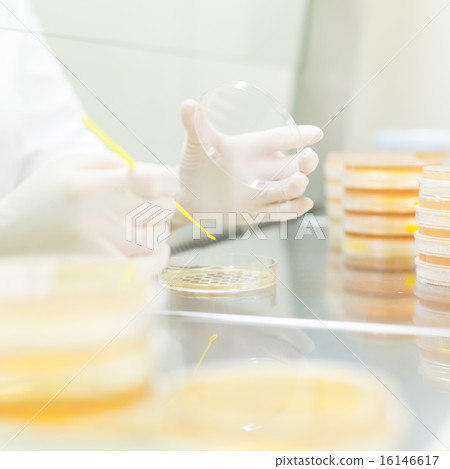 Life science researcher grafting bacteria. 16146617