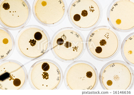 Growing Bacteria in Petri Dishes. 16146636