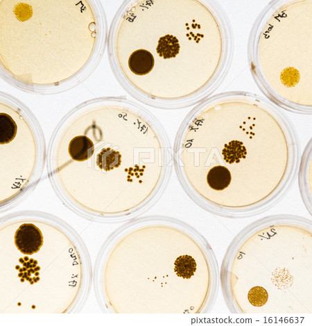Growing Bacteria in Petri Dishes. 16146637