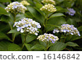 繡球花2 16146842