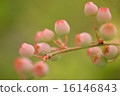 藍莓1 16146843