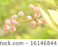 藍莓2 16146844