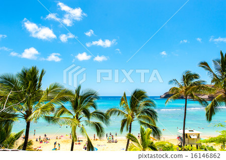 夏威夷 夏威夷 16146862