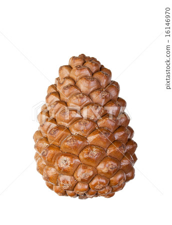 Closeup of a pine cone on a white background Closeup of a pine cone on a white background 16146970