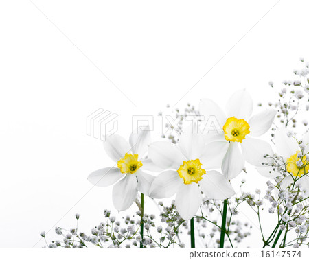 Spring floral border, beautiful fresh narcissus flowers 16147574