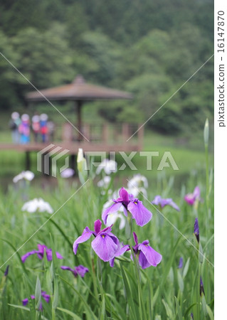 鳶尾花 鳶尾花 16147870