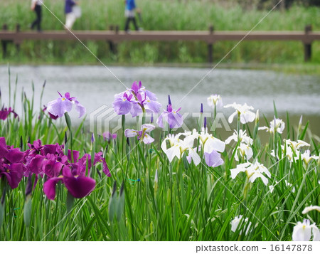 鳶尾花 16147878