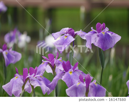 鳶尾花 鳶尾花 16147880