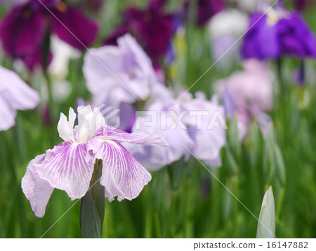 鳶尾花 鳶尾花 16147882