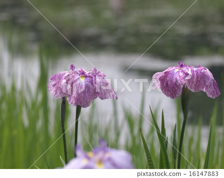 鳶尾花 鳶尾花 16147883