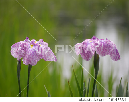 鳶尾花 鳶尾花 16147884