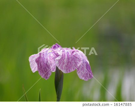 鳶尾花 鳶尾花 16147885