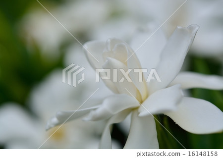 Gardenia flower Gardenia flower 16148158