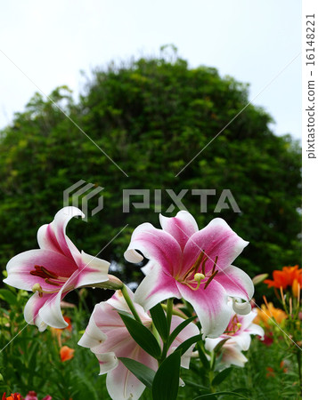 Yuri no Oka 16148221